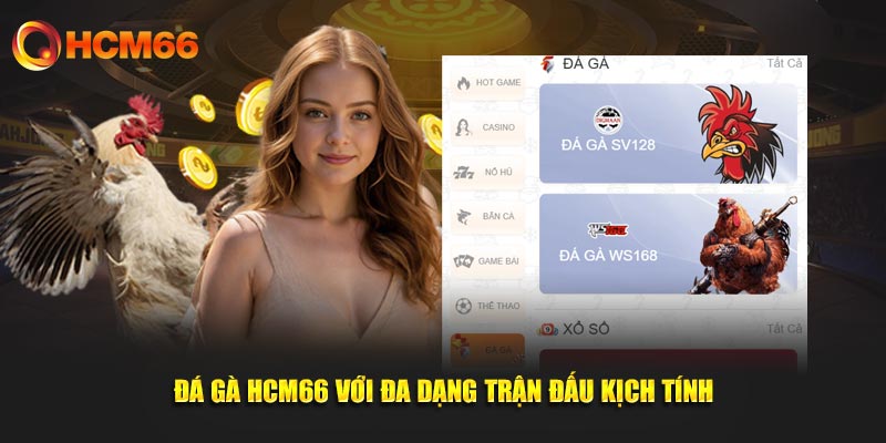 Đá gà HCM66 với đa dạng trận đấu kịch tính